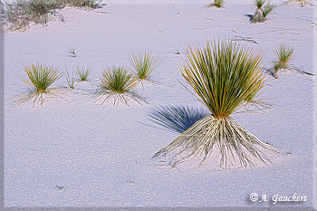 Überlebenskünstler Soaptree Yucca